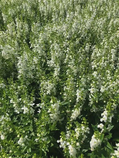 Angelonia angustifolia Serafina White