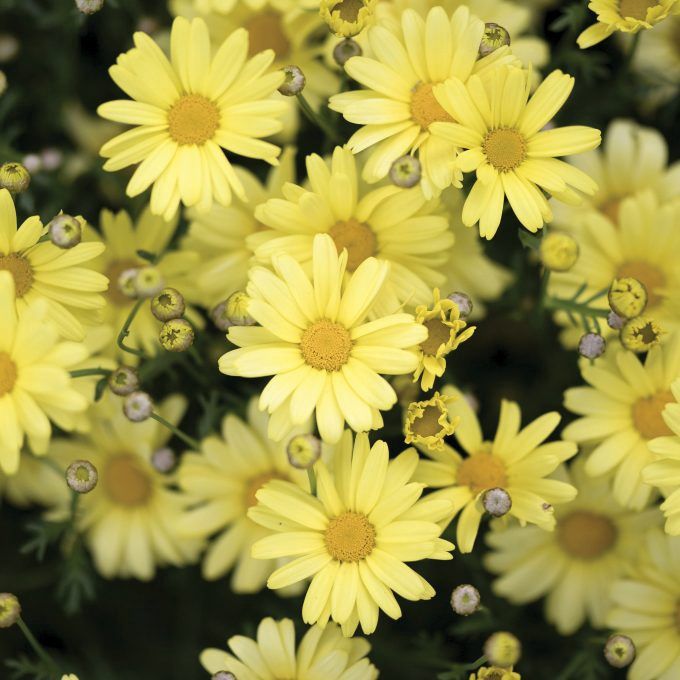 Argyranthemum frutescens Butterfly Yellow