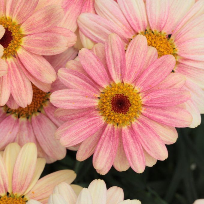 Argyranthemum frutescens ARAMIS® Peach Shades