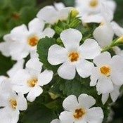 Sutera cordata 'Epic White' Bacopa Epic White