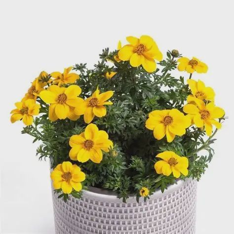 Bidens alba Sunbird® 'Bidens' White Yellow