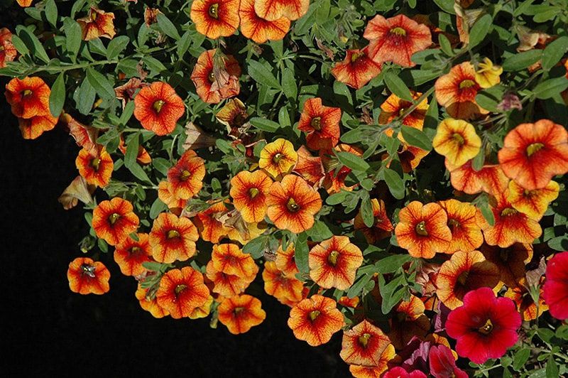 Calibrachoa hybrida Caliilco® Calibrachoa Spicy Honey