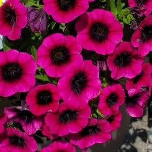 Calibrachoa × hybrida ‘Caliloco™ Dracula’ Calibrachoa Dracula