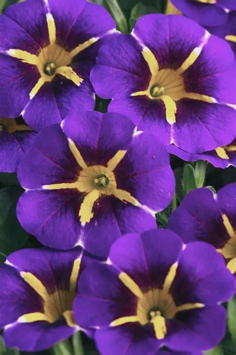 Calibrachoa Caliloco® Calibrachoa Starfire Blue