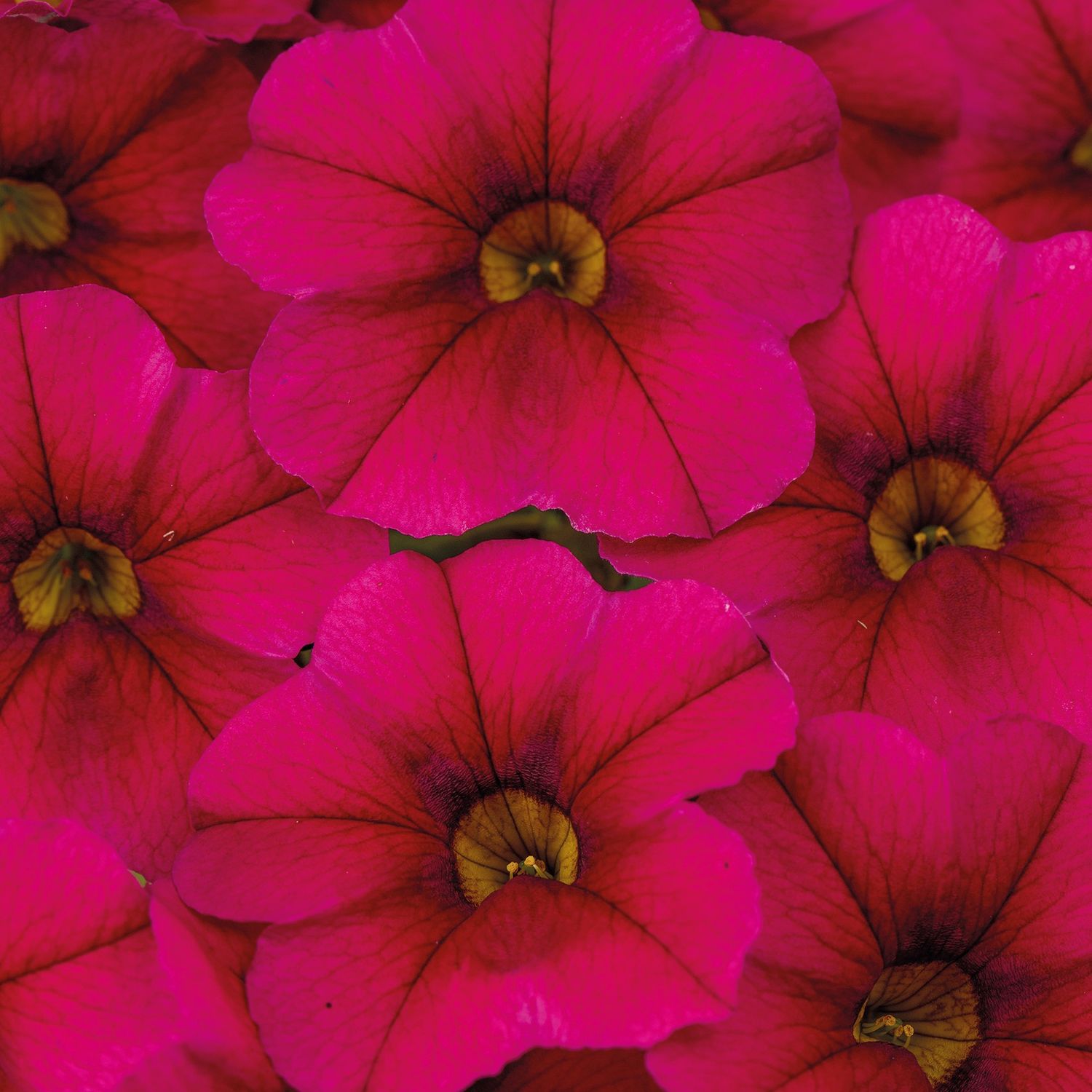 Calibrachoa Calitastic® Raspberry Calibrachoa