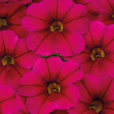 Calibrachoa Calitastic® Raspberry Calibrachoa