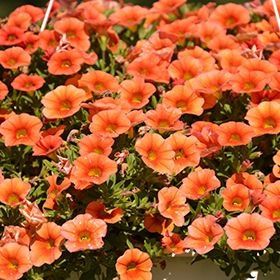 Calibrachoa Calitastic® Pumpkin Spice