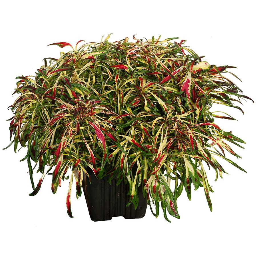 Solenostemon scutellarioides Fancy Feathers™ 'Fancy Feathers' Coleus Fancy Feathers Pink