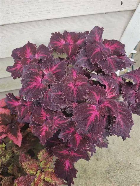 Coleus igniarius Schweinf 'Flamingo' Coleus Flamingo