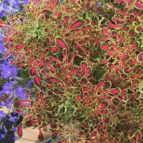 Coleus scutellarioides Under the Sea™ 'Red Coral' Coleus Under the Sea Red Coral