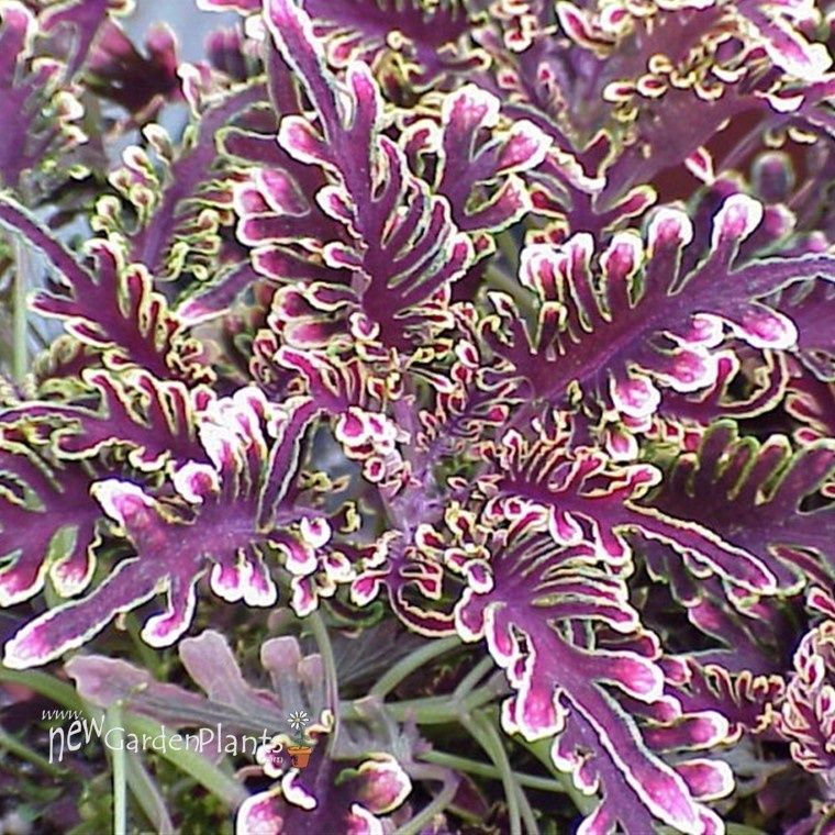 Coleus scutellarioides 'Kiwi Fern' Coleus Kiwi Fern