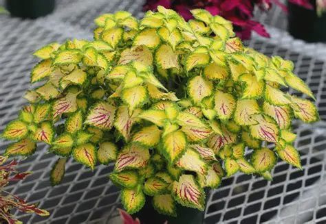Coleus scutellarioides Terra Nova® 'Electric Slide' Coleus Terra Nova Electric Slide