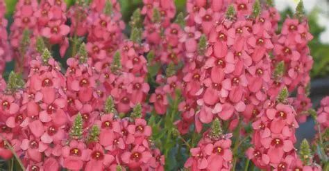 Diascia barberae Tower of Flowers™ 'Cherry Blossom' Diascia tower of Flowers™ Cherry Blossom