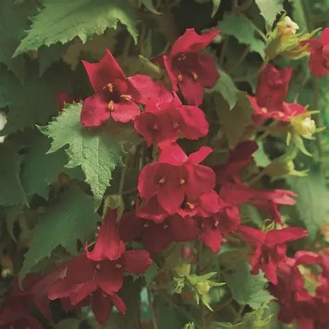 Lophospermum erubescens Lofos® 'Wine Red' Lophospermum Wine Red