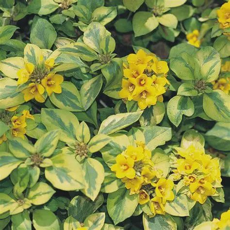 Lysimachia congestiflora 'Variegata' Lysimachia Congest Variegated