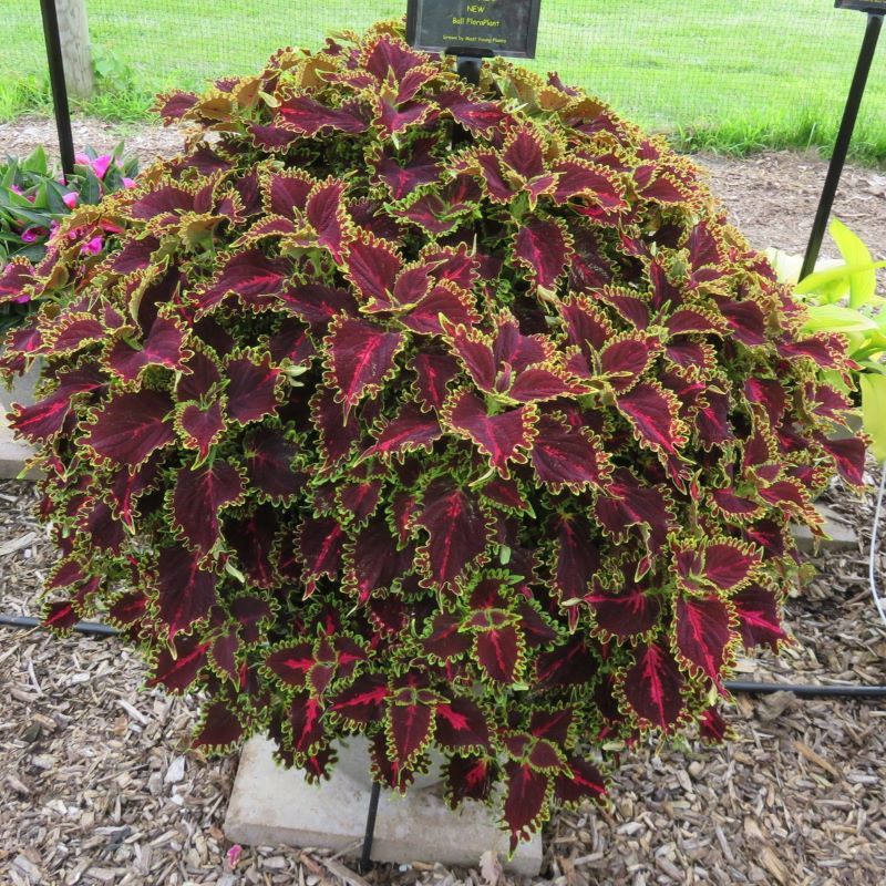 Solenostemon scutellarioides 'Solar Flair' Coleus Solar Flair