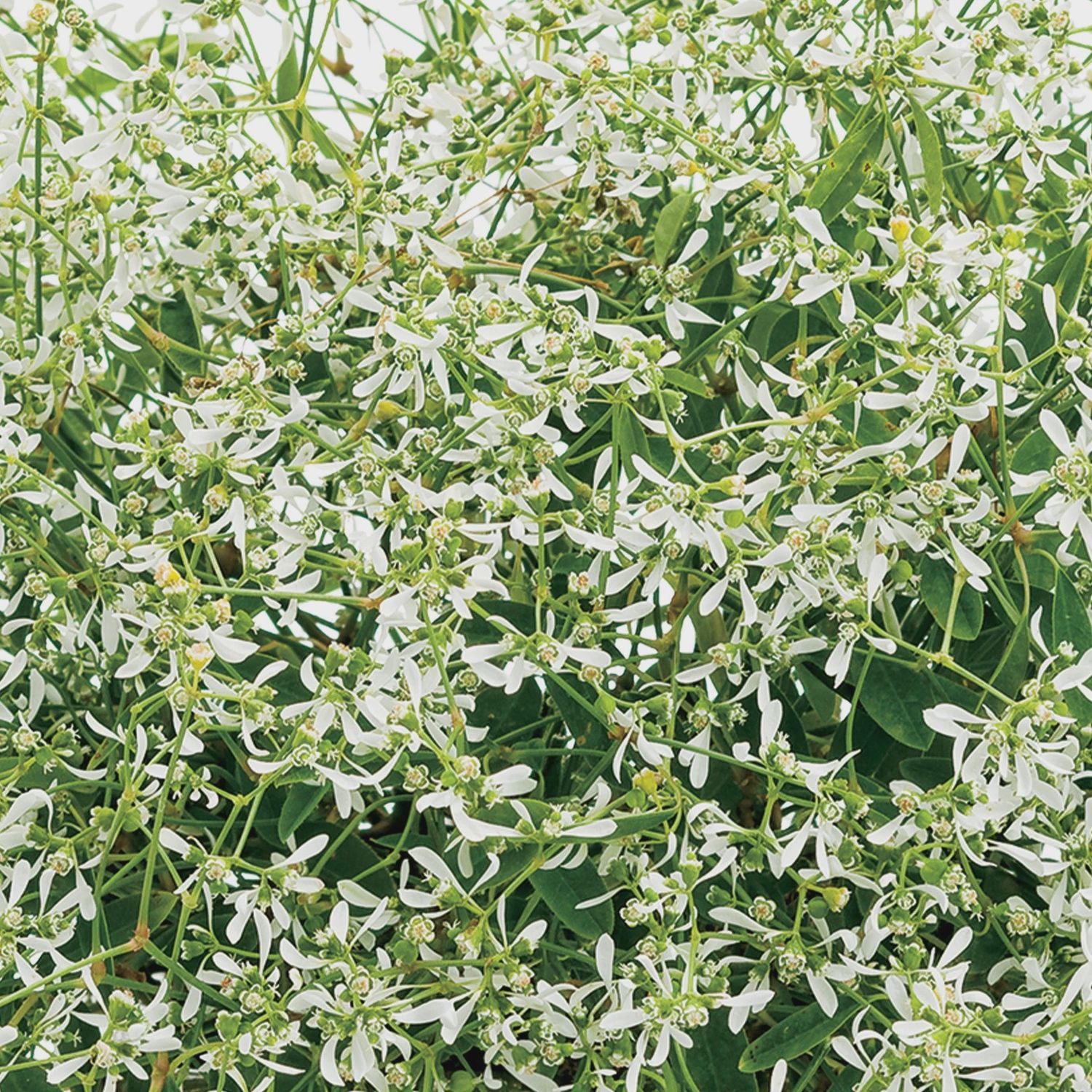 Euphorbia hypericifolia 'Starblast White™' Euphorbia Starblast White