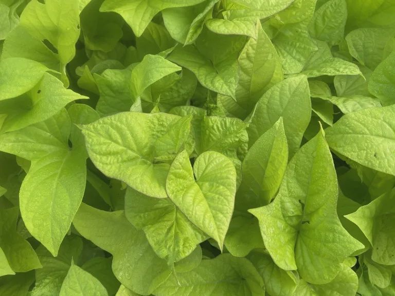 Ipomoea batatas 'Marguerite' Sweet Potato Vine