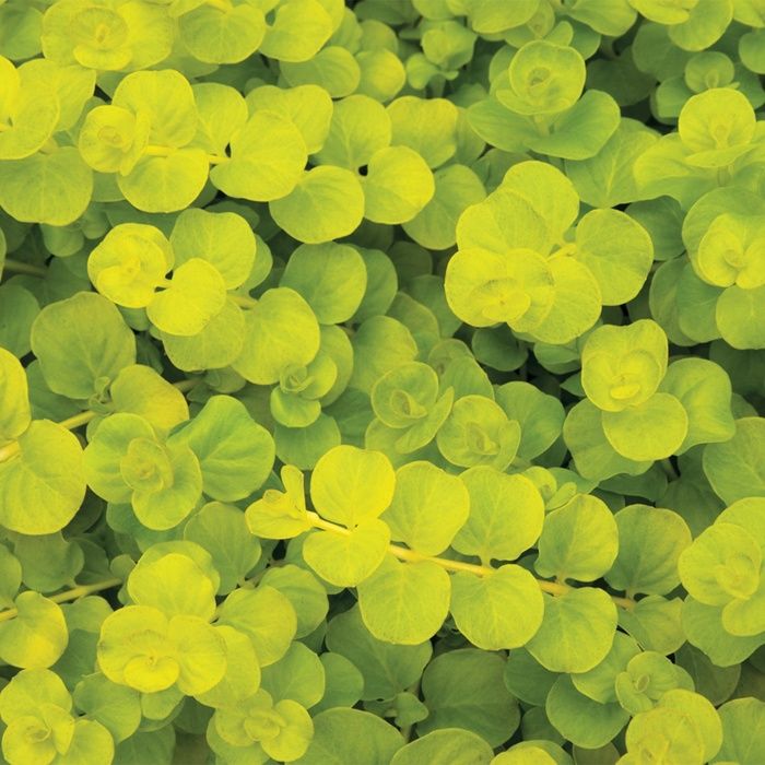 Lysimachia congestiflora 'Goldii' Lysimachia Goldii