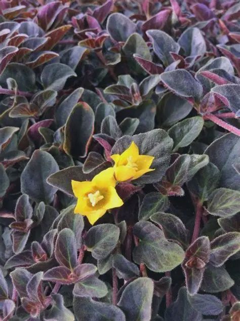 Lysimachia congestiflora 'Midnight Sun' Lysimachia Midnight Sun