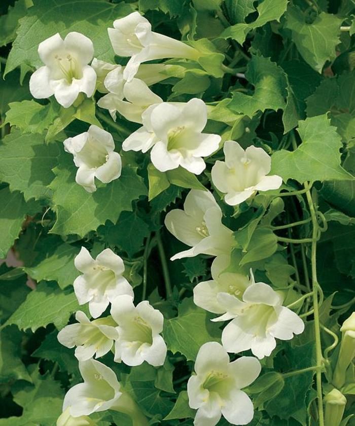 Lophospermum erubescens Lofos® 'White' Lofos Lophospermum