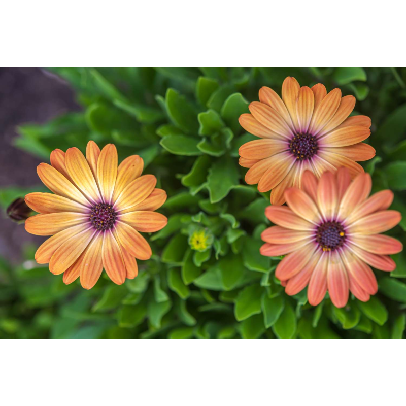 Osteospermum hybrid Gelato 'Apricot Osteospermum Gelato Apricot