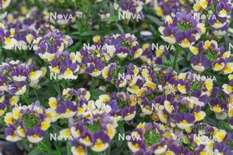 Nemesia Escential™ 'Blueberry Custard' Nemesia Blueberry Custard