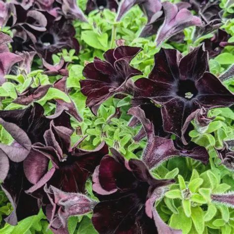 Petchoa Crazytunia® 'Black Mamba' Petchoa Black Mamba