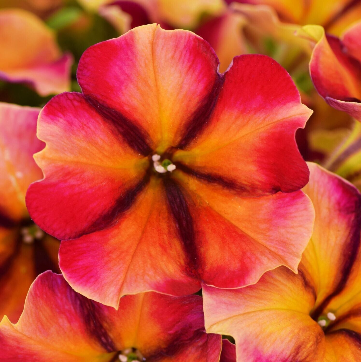 Petchoa Crazytunia® 'Tiki Torch' Petchoa Tiki Torch