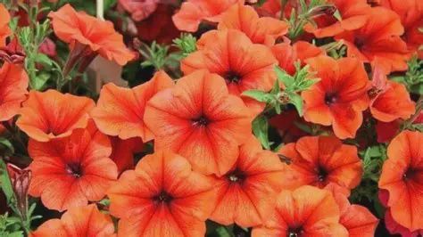 Petunia hybrida  Inferno™ 'The Orange' Petunia The Orange