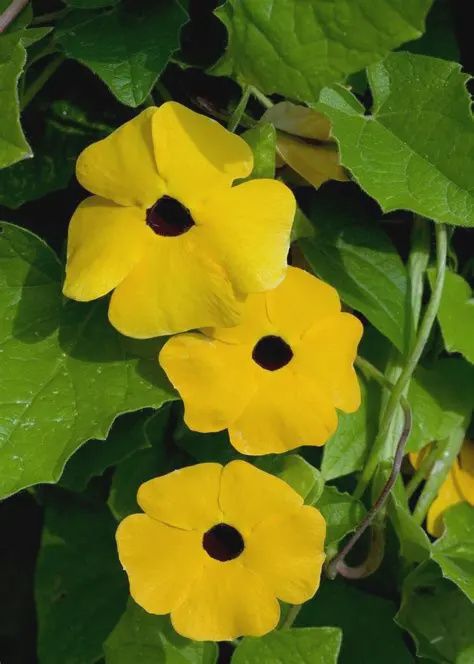 Thunbergia alata TowerPower™ 'Yellow' TowerPower™ Yellow Thunbergia