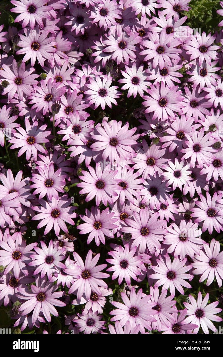Osteospermum  hybrida Gelato 'Purple' Osteospermum Gelato Purple