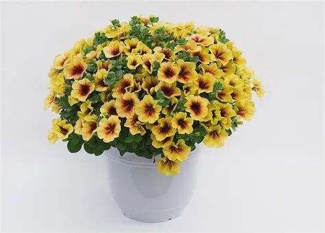 Petchoa hybrid Crazytunia® 'Bananarama' Petchoa Crazytunia Bananarama