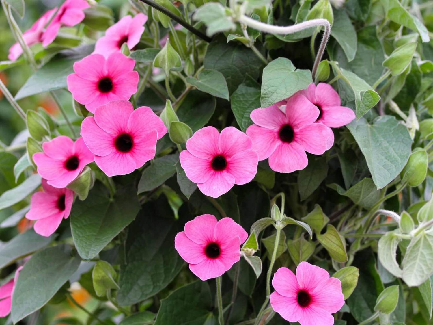 Thunbergia alata Sunny Susy™ 'Rose Sensation'  Sunny Susy™ Rose Sensation Thunbergia
