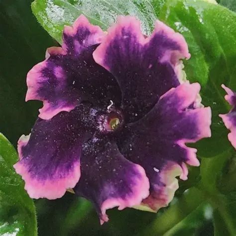 Vinca Catharanthus hybrid Soiree® 'Flamenco Plum Velvet' Vinca Flamenco Plum Violet