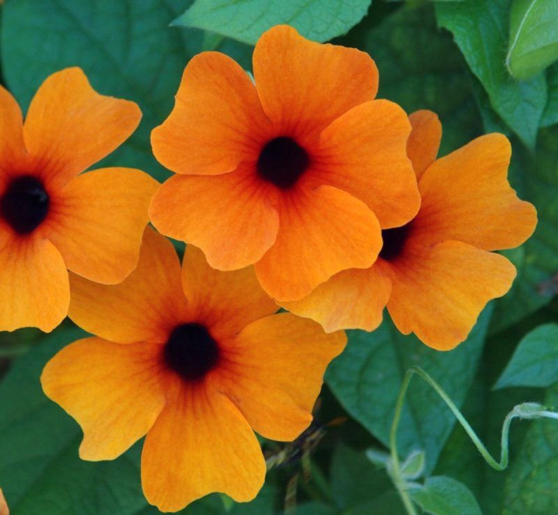 Thunbergia alata Sunny Susy™ 'Sunny Susy™ Red Orange' Thunbergia