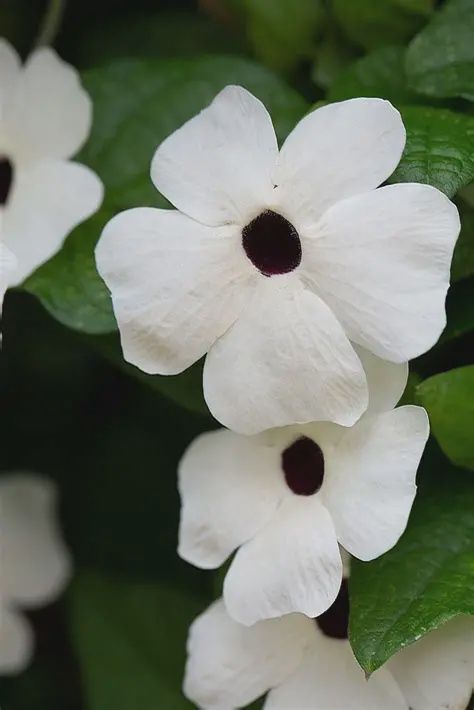 Thunbergia alataTowerPower™ 'White' White Thunbergia