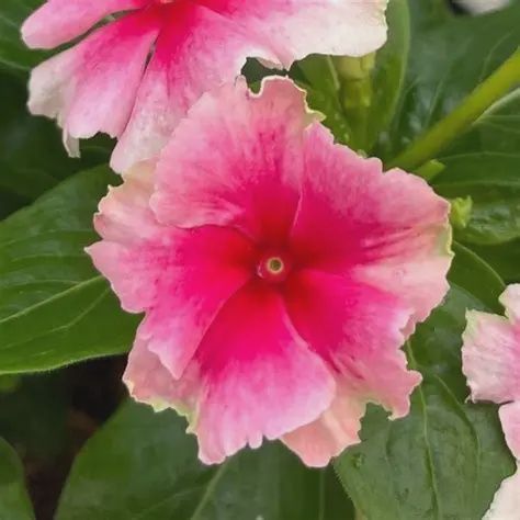 Vinca Catharanthus hybrid Soriree® 'Flamenco Strawberry Picotee' Soiree® Flaminco Strawberry Picotee Vinca