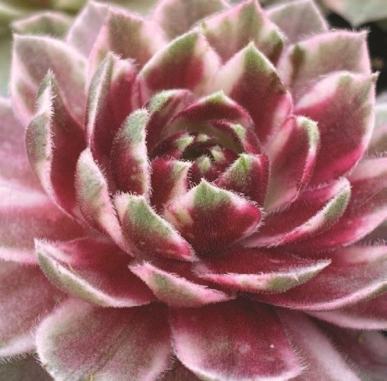 Chick Charms Mix - Lotus Blossom