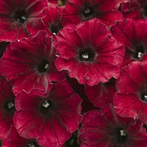 Petunia Supertunia® 'USTUN3003' Black Cherry Supertunia