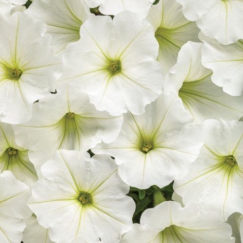 Petunia Supertunia® Vista 'BBTUN04401' Snowdrift Supertunia