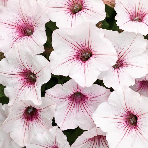 Petunia Supertunia® Vista 'USTUNI60-01M' Silverberry Supertunia