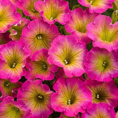 Petunia Supertunia® 'USTUN69002' Daybreak Charm Supertunia®