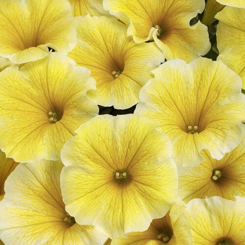 Petunia Supertunia® hybrida x 'Saffron Finch' Saffron Finch Supertunia®