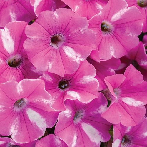 Petunia Supertunia® 'BBTUN91601M2' Raspberry Rush Supertunia®