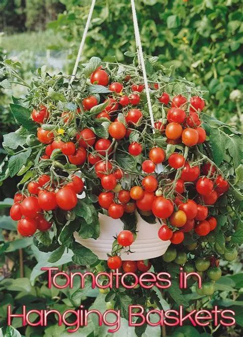 12" Tomato Basket - PO