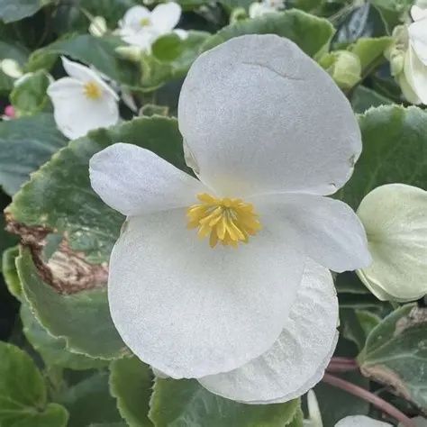 Begonia Whopper® 'White with Green Leaf'