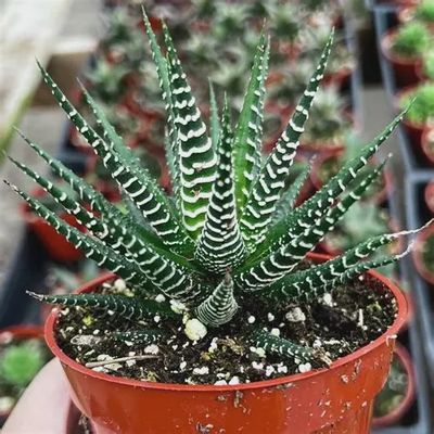 Haworthia Zebra