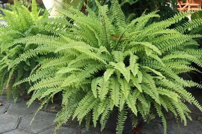 Boston Fern