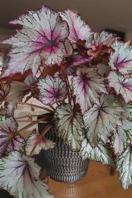 Begonia Rex
